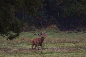 Chambord: burlende edelherten